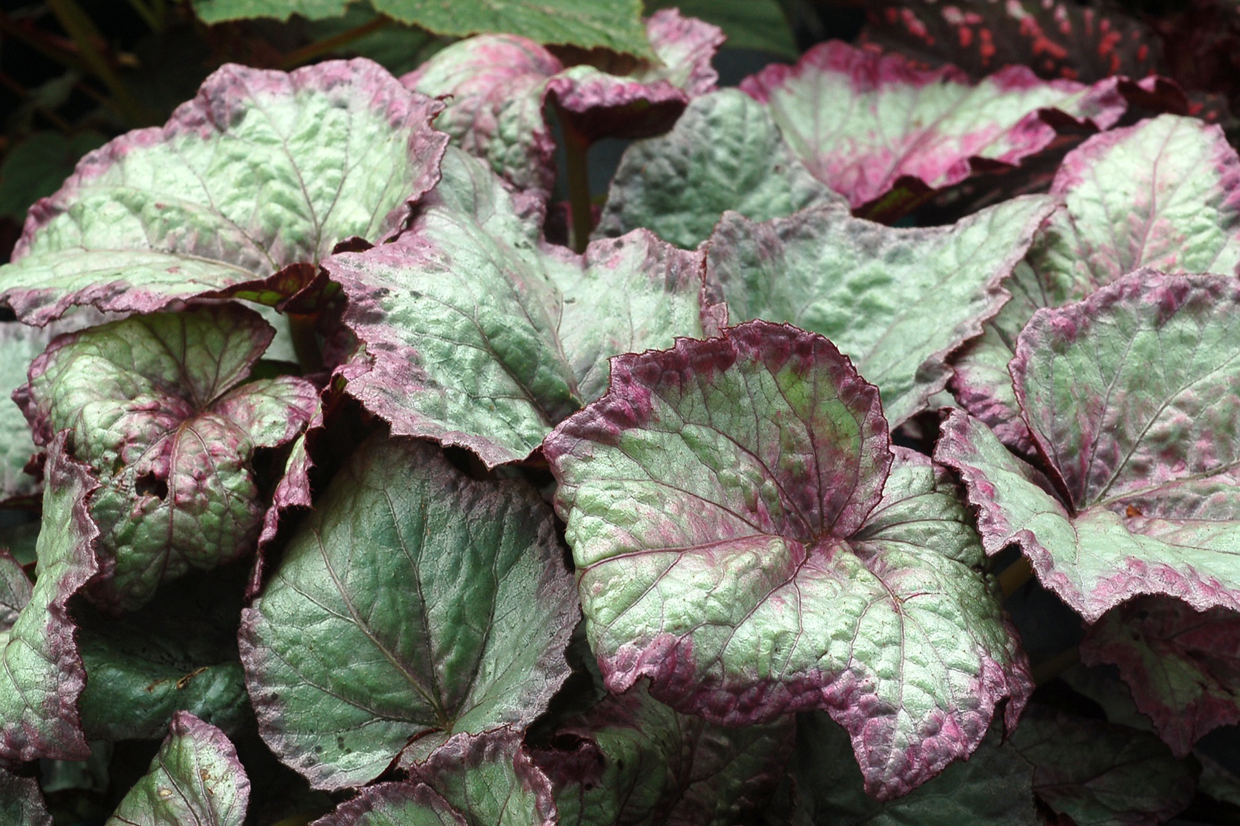 B. ‘Shade Angel Aurora’